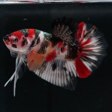 画像4: HMPK　キャンディカッパー (4)