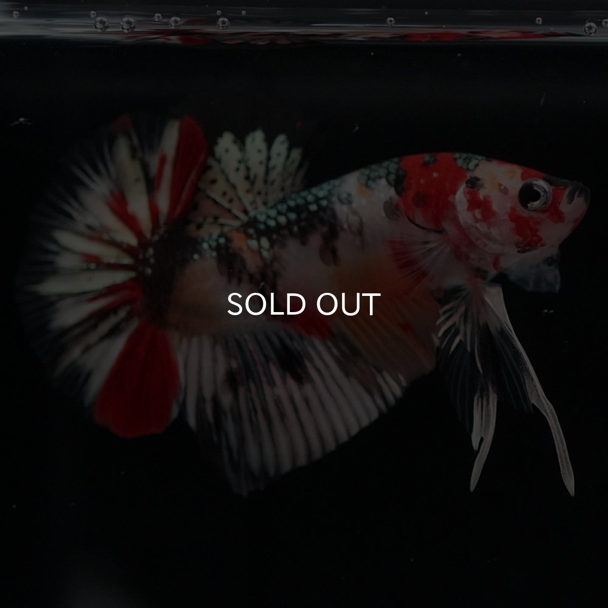 画像3: HMPK　キャンディカッパー (3)