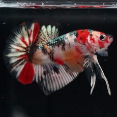 画像3: HMPK　キャンディカッパー (3)