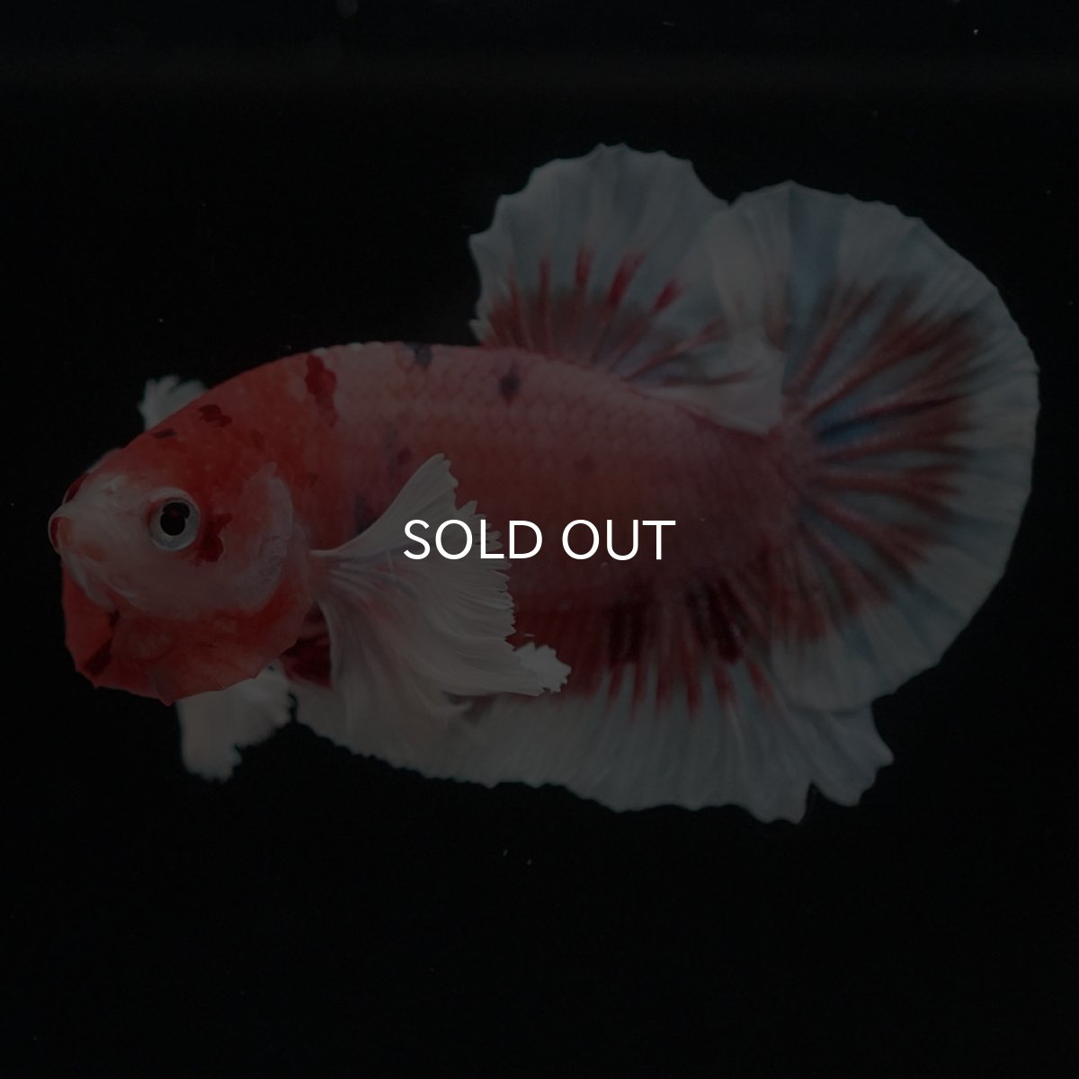 画像4: HMPKダンボ　キャンディ (4)