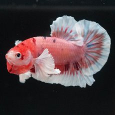 画像4: HMPKダンボ　キャンディ (4)