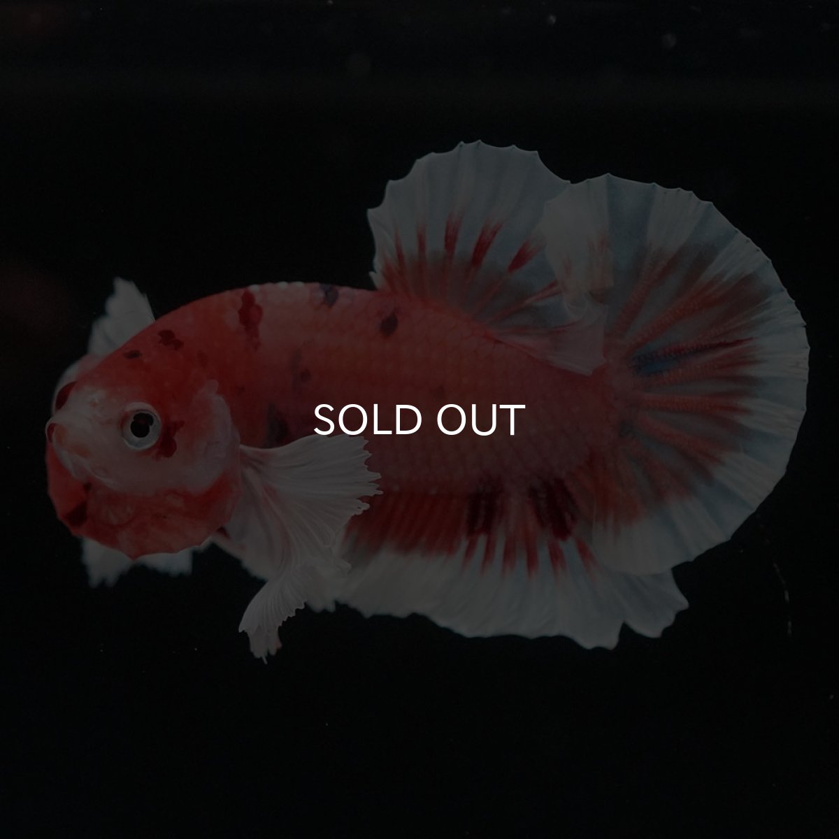 画像2: HMPKダンボ　キャンディ (2)