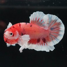 画像2: HMPKダンボ　キャンディ (2)