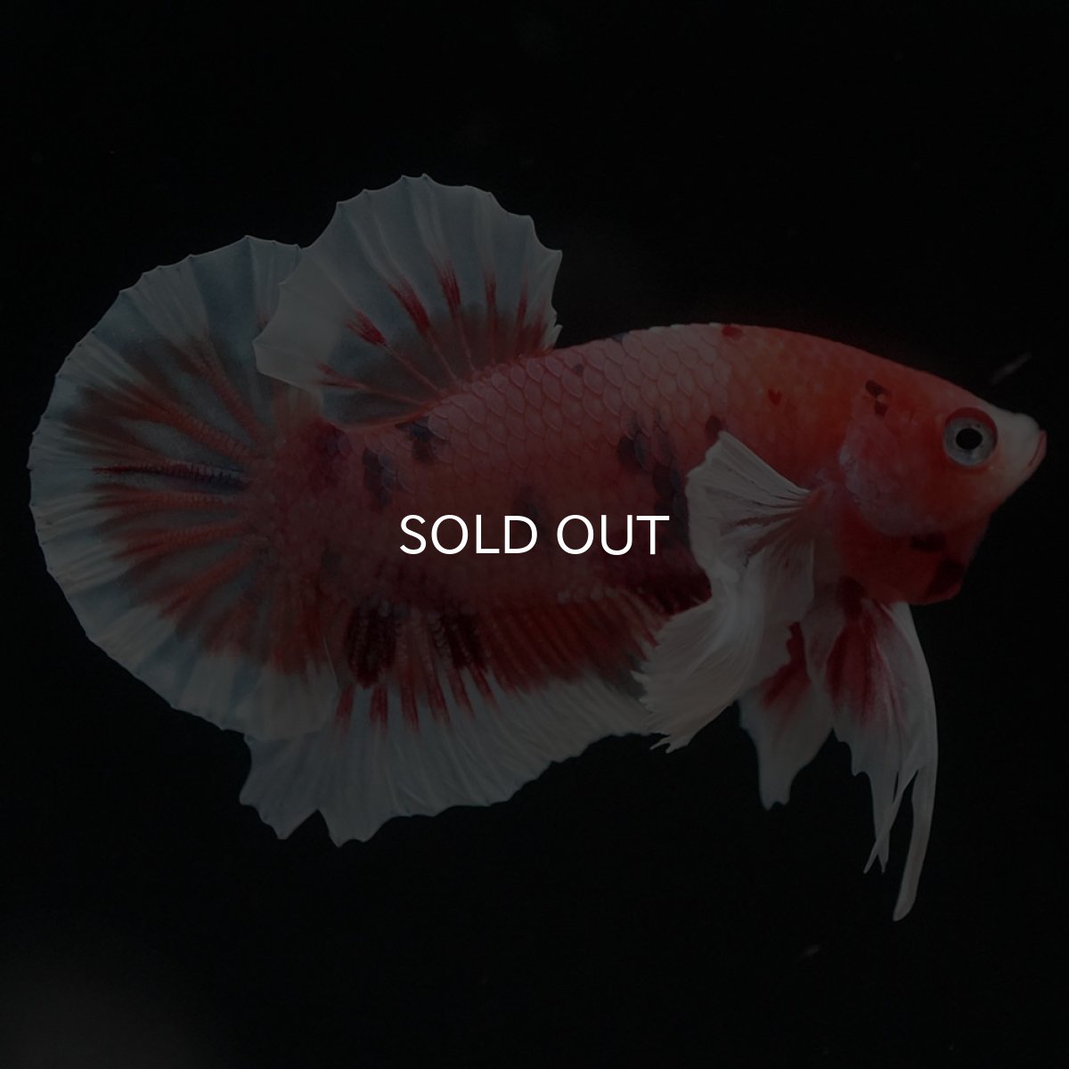 画像1: HMPKダンボ　キャンディ (1)