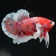 画像1: HMPKダンボ　キャンディ (1)