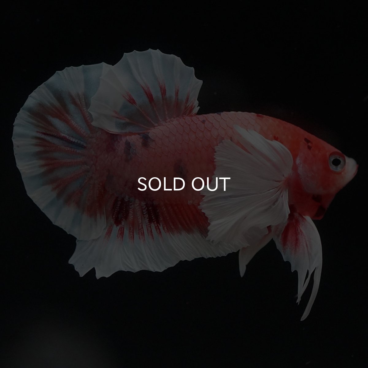 画像5: HMPKダンボ　キャンディ (5)