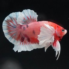 画像5: HMPKダンボ　キャンディ (5)