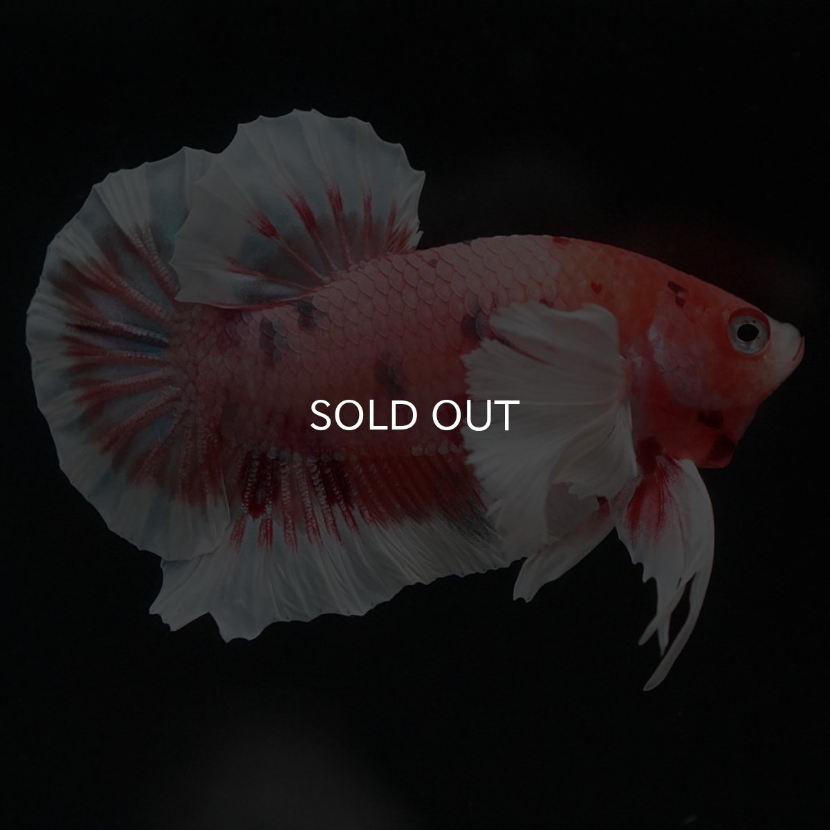 画像3: HMPKダンボ　キャンディ (3)