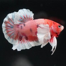 画像3: HMPKダンボ　キャンディ (3)