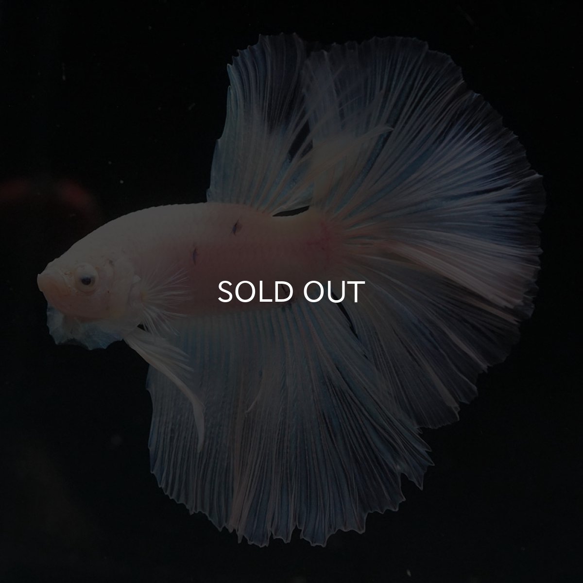 画像3: HM　ホワイトファンシー (3)