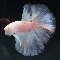 画像3: HM　ホワイトファンシー (3)