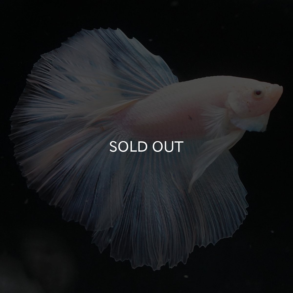 画像4: HM　ホワイトファンシー (4)