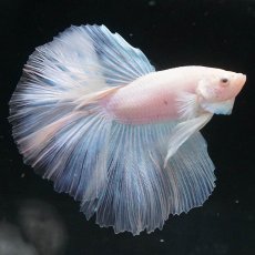 画像4: HM　ホワイトファンシー (4)