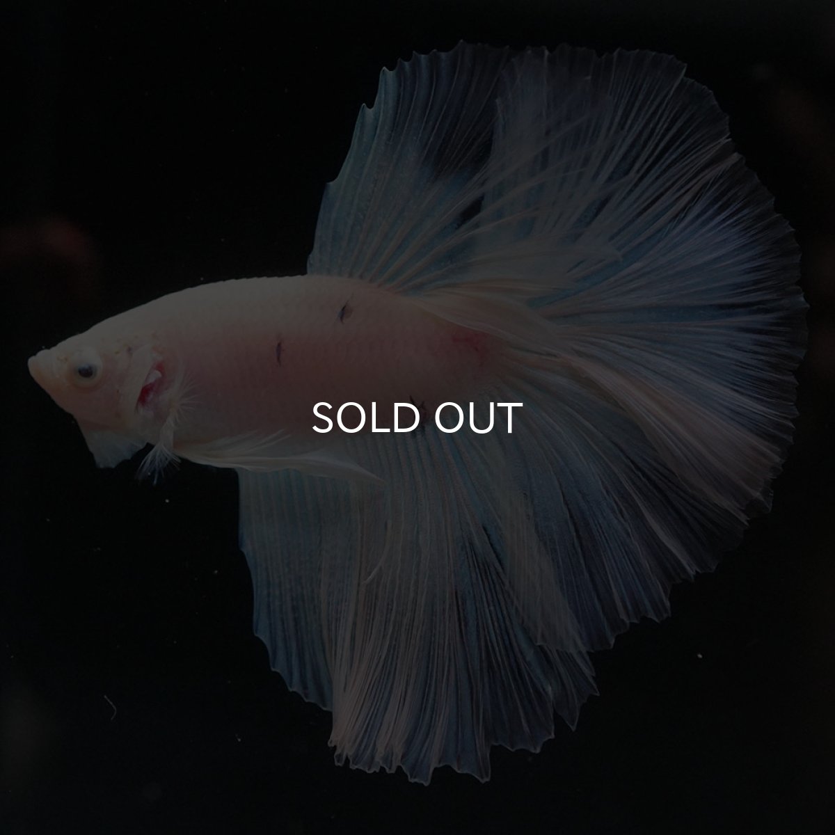 画像6: HM　ホワイトファンシー (6)