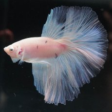 画像6: HM　ホワイトファンシー (6)