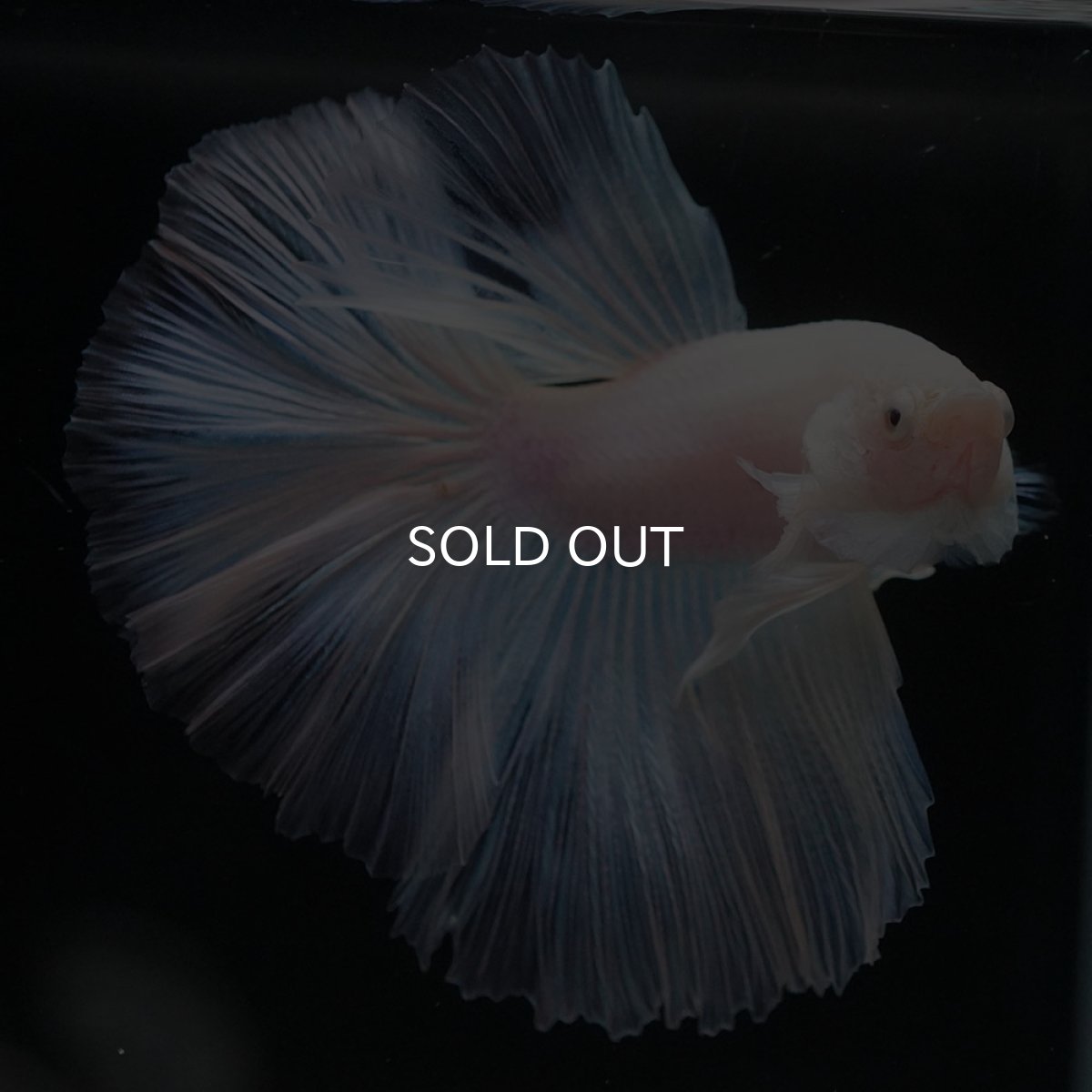 画像2: HM　ホワイトファンシー (2)