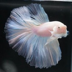 画像2: HM　ホワイトファンシー (2)