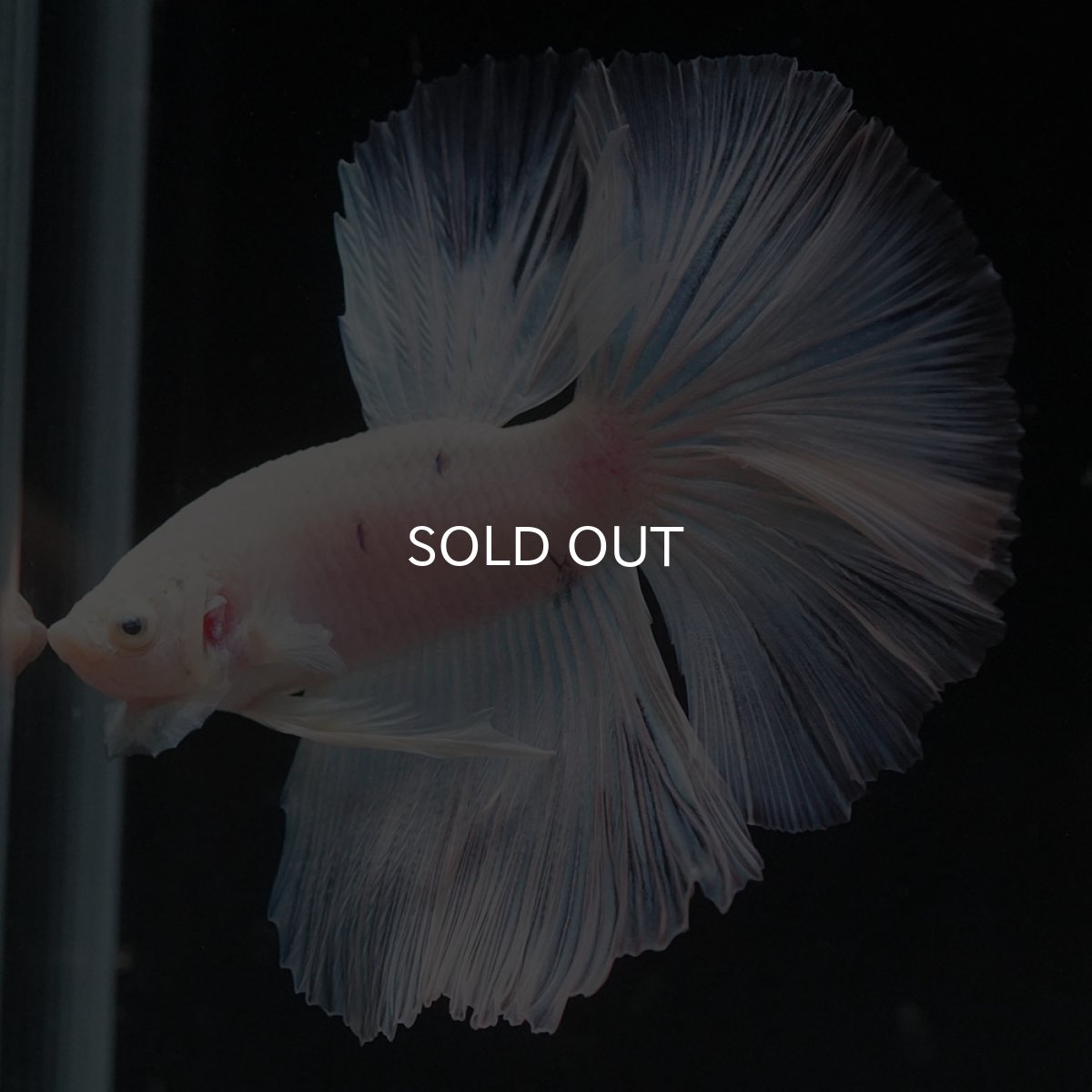 画像1: HM　ホワイトファンシー (1)