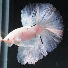 画像1: HM　ホワイトファンシー (1)