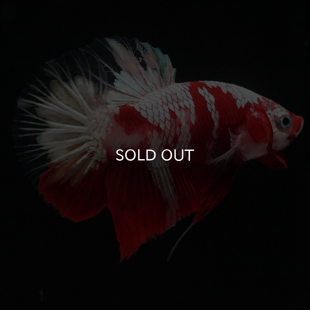 画像5: HMPK　鯉　変わり柄 (5)