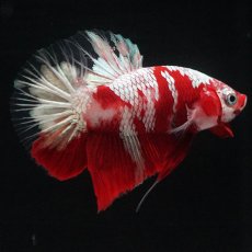 画像5: HMPK　鯉　変わり柄 (5)