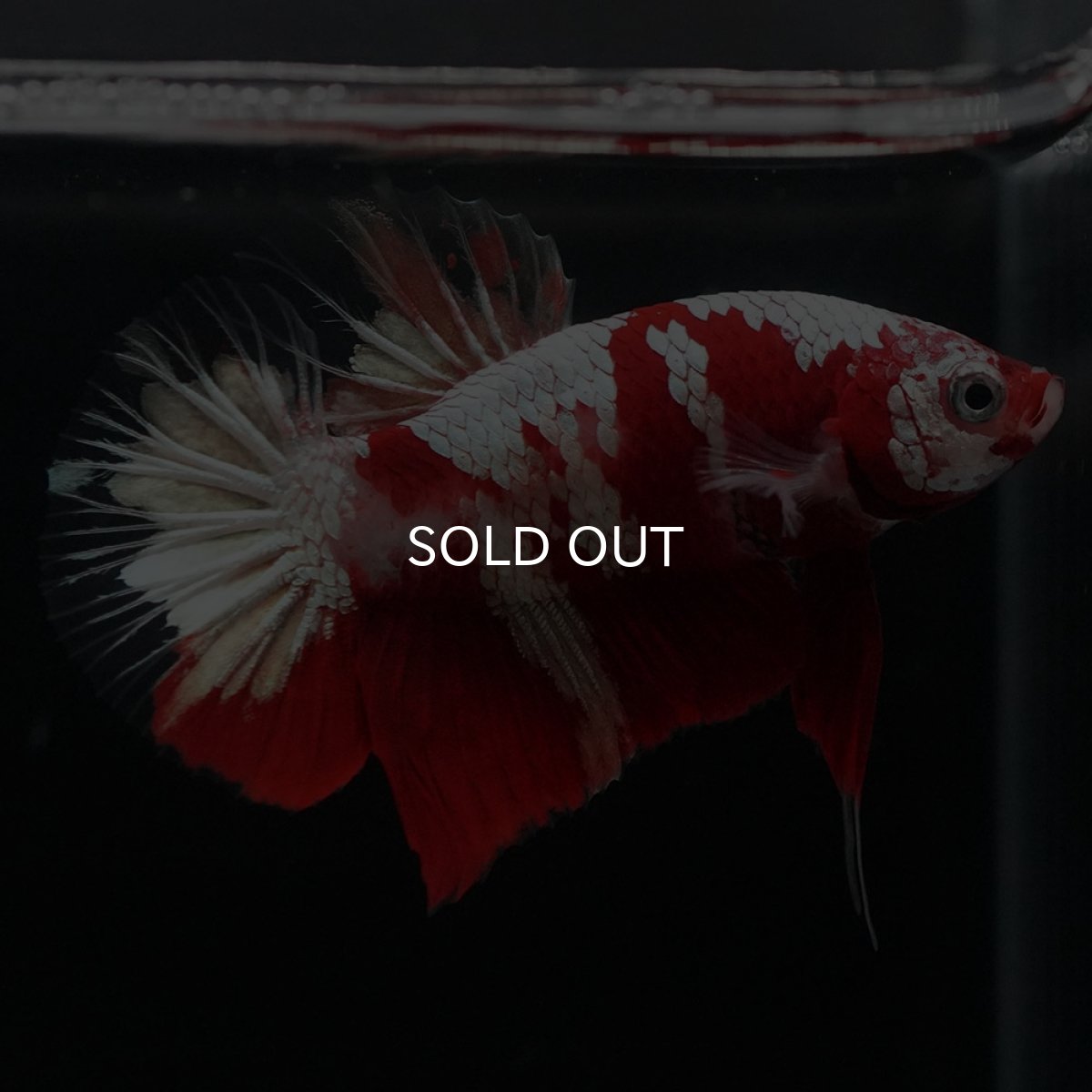 画像1: HMPK　鯉　変わり柄 (1)