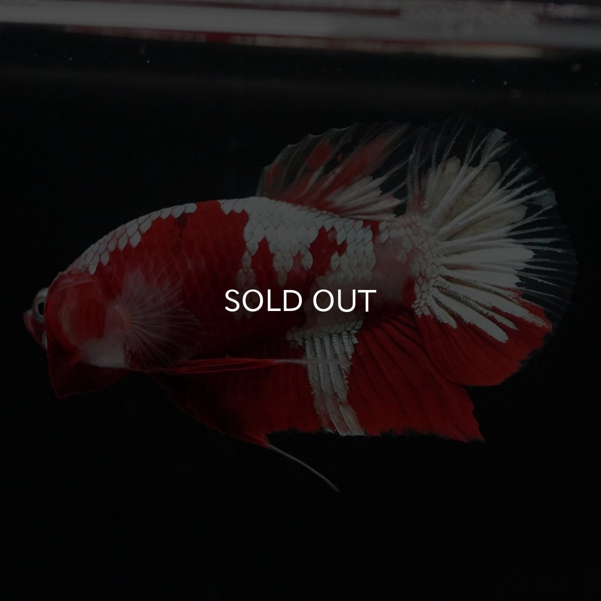 画像2: HMPK　鯉　変わり柄 (2)