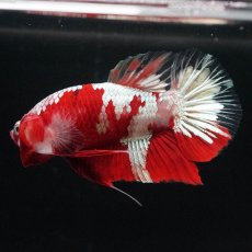 画像2: HMPK　鯉　変わり柄 (2)