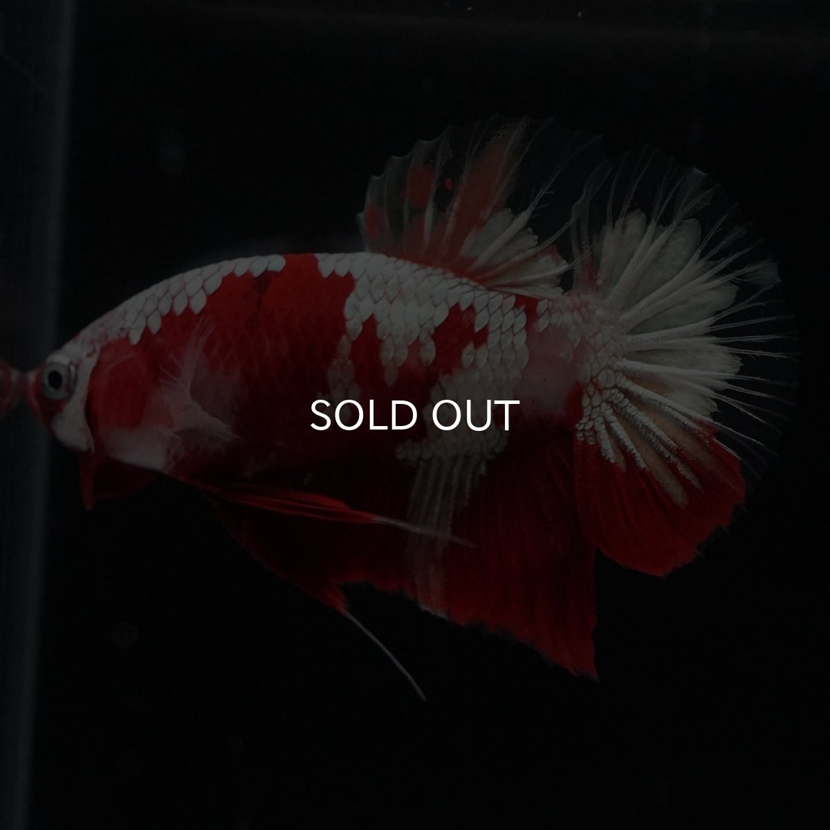 画像4: HMPK　鯉　変わり柄 (4)