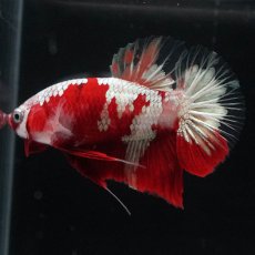 画像4: HMPK　鯉　変わり柄 (4)