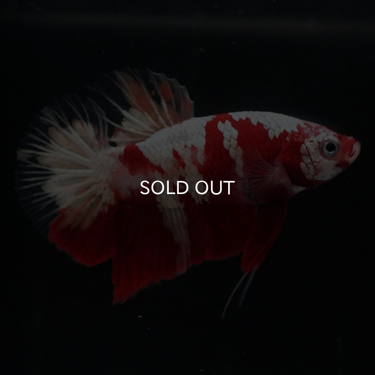 画像3: HMPK　鯉　変わり柄 (3)