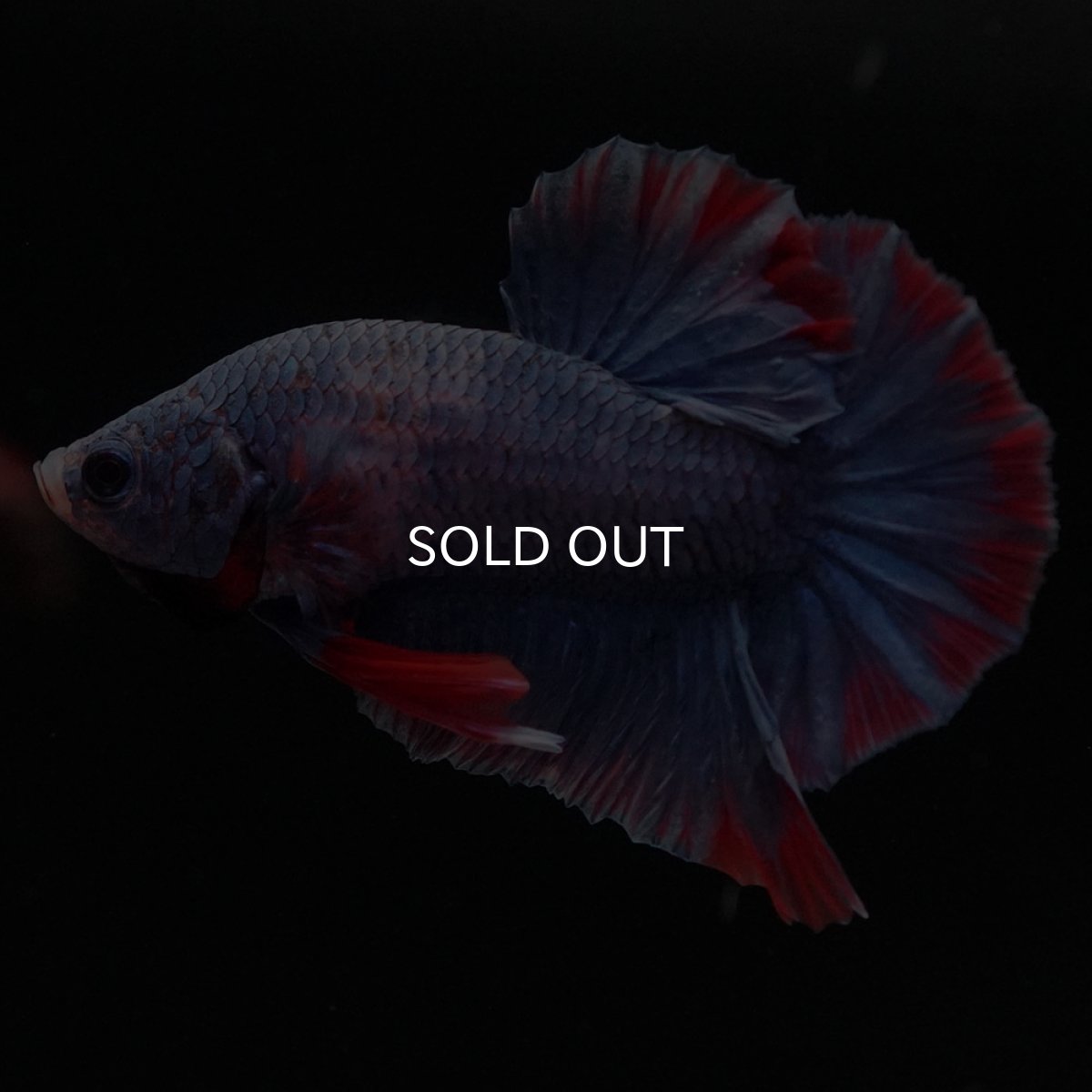 画像2: HMPK　ブルーグリッセル (2)