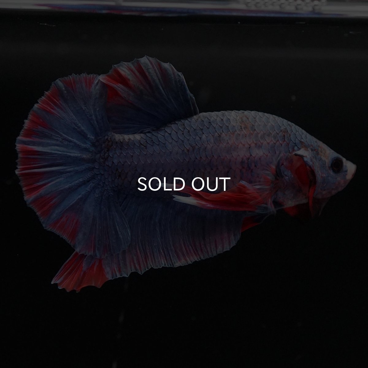 画像6: HMPK　ブルーグリッセル (6)