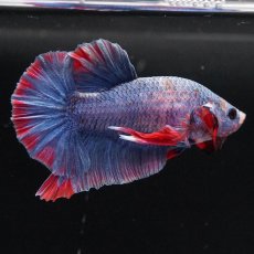 画像6: HMPK　ブルーグリッセル (6)