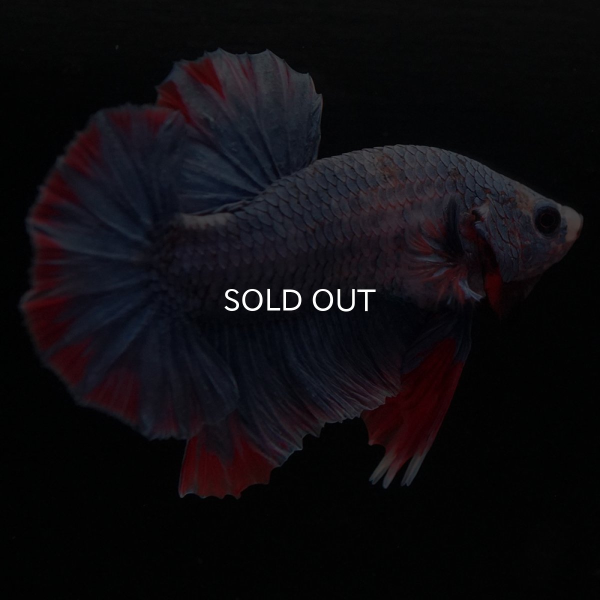 画像1: HMPK　ブルーグリッセル (1)