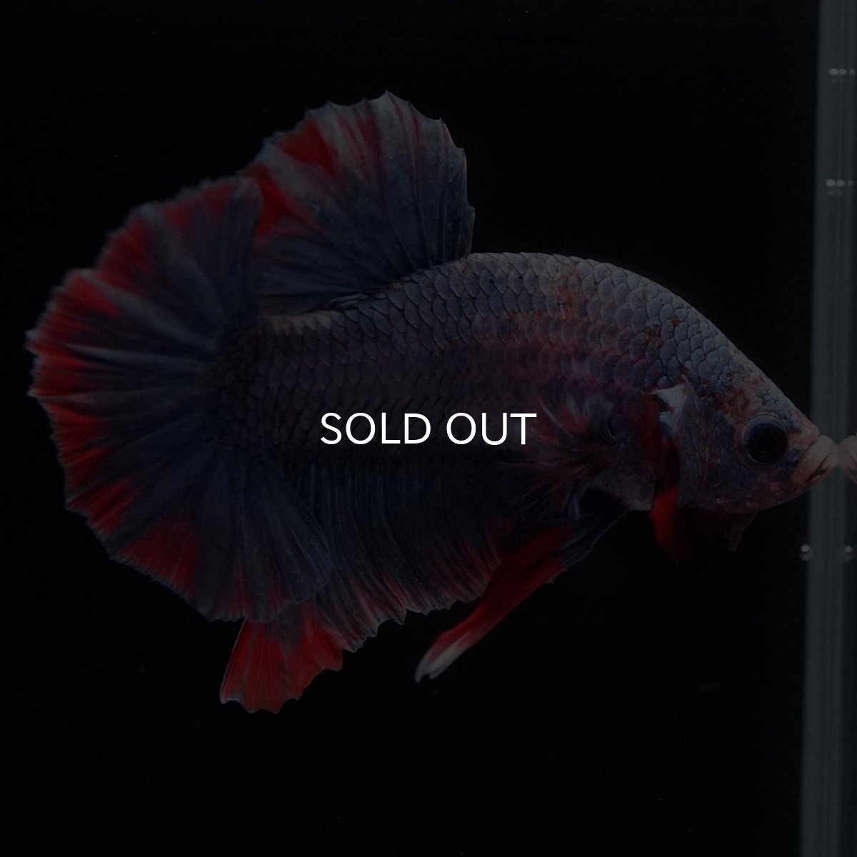 画像8: HMPK　ブルーグリッセル (8)