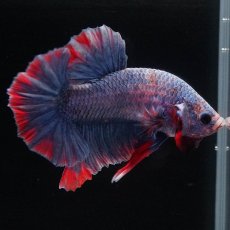 画像8: HMPK　ブルーグリッセル (8)