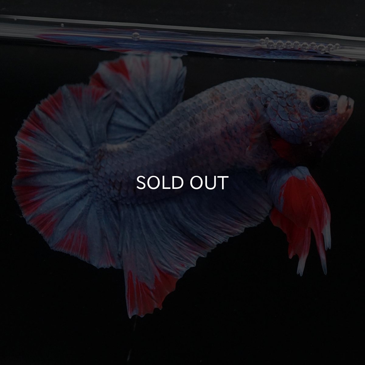 画像4: HMPK　ブルーグリッセル (4)