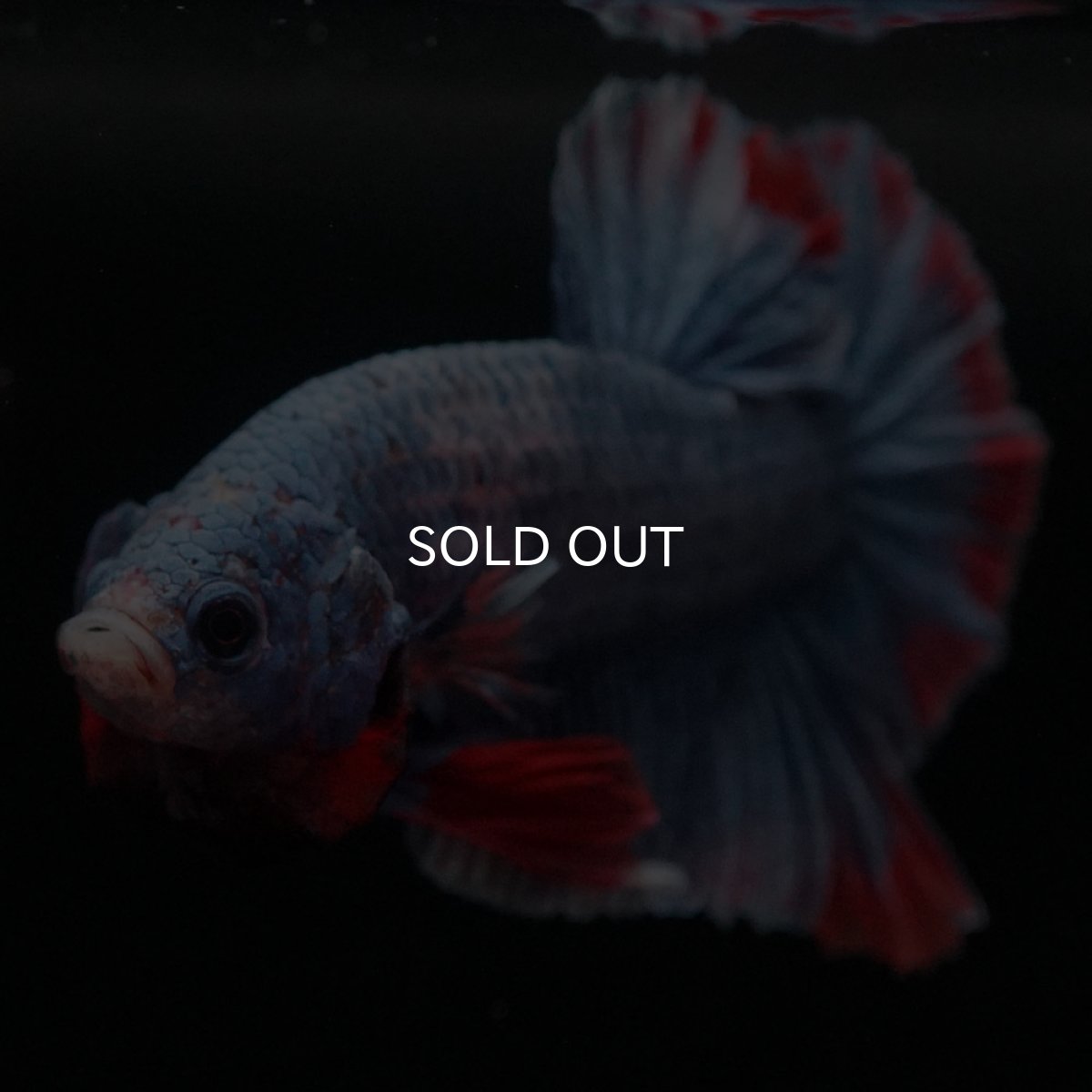 画像3: HMPK　ブルーグリッセル (3)