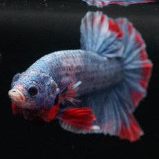 画像3: HMPK　ブルーグリッセル (3)