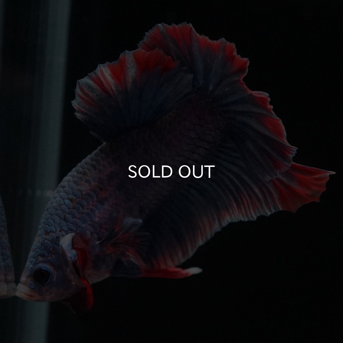 画像7: HMPK　ブルーグリッセル (7)