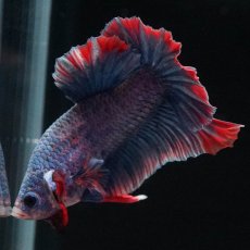 画像7: HMPK　ブルーグリッセル (7)