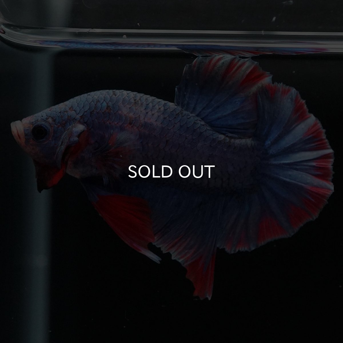 画像5: HMPK　ブルーグリッセル (5)