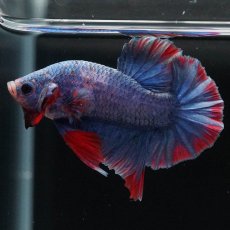 画像5: HMPK　ブルーグリッセル (5)