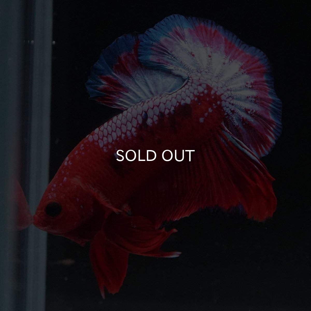 画像5: HMPK　ヘルボーイ (5)