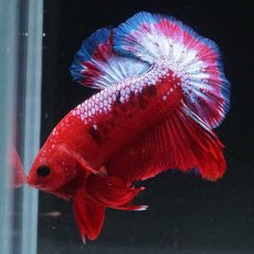 画像5: HMPK　ヘルボーイ (5)