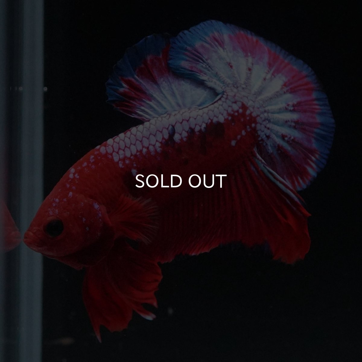 画像1: HMPK　ヘルボーイ (1)