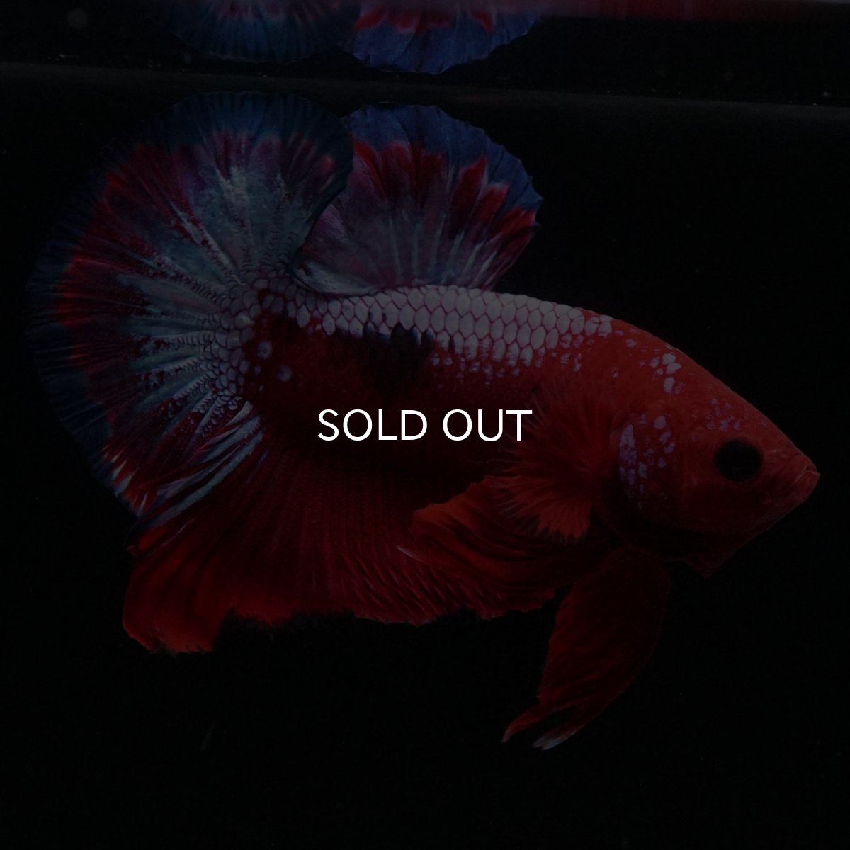 画像4: HMPK　ヘルボーイ (4)