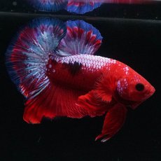 画像4: HMPK　ヘルボーイ (4)