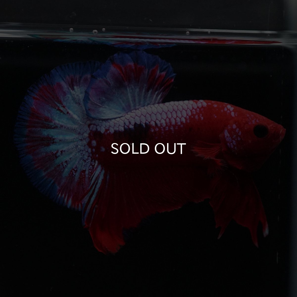 画像2: HMPK　ヘルボーイ (2)